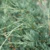 Moonglow Juniper #2 - Image 2